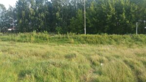 The site of Śniadowo cemetery (a field by a train line), with some tombstone fragments? 