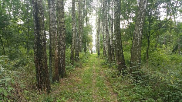 Tree-lined avenue